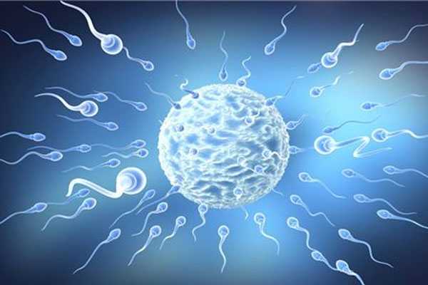 供卵供精试管,排卵障碍做试管婴儿成功几率有多大?